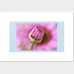 Argyranthemum Grandaisy Pink Marguerite Grandaisy Series Posters and Art